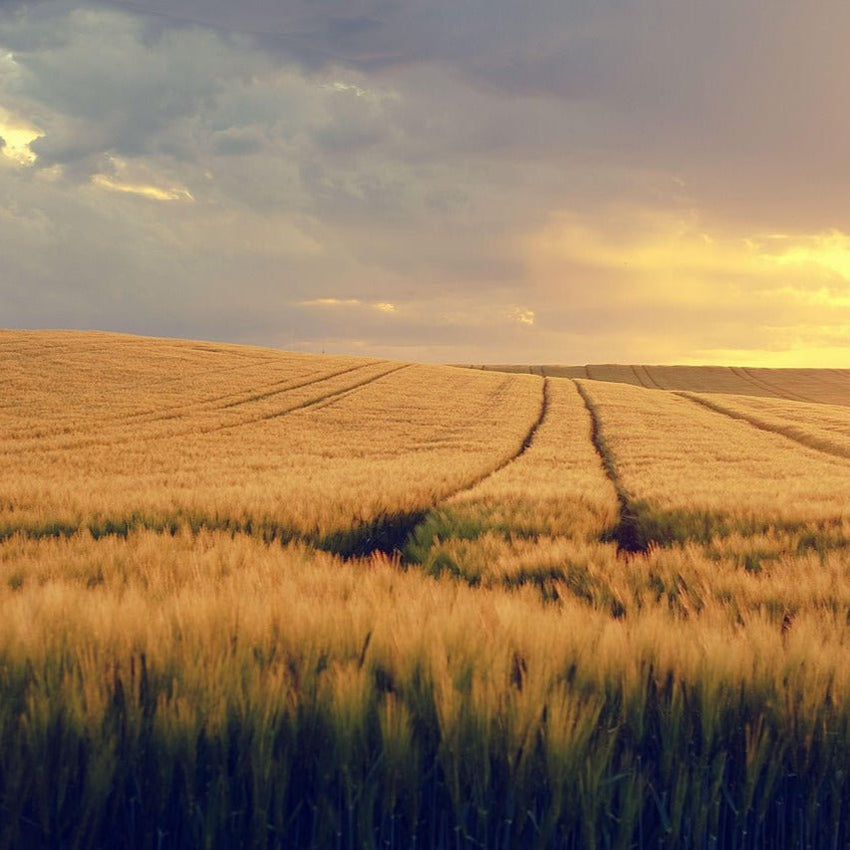 🌽 Semences agricoles pour la méthanisation : un choix stratégique pour une énergie verte et rentable - Methappro