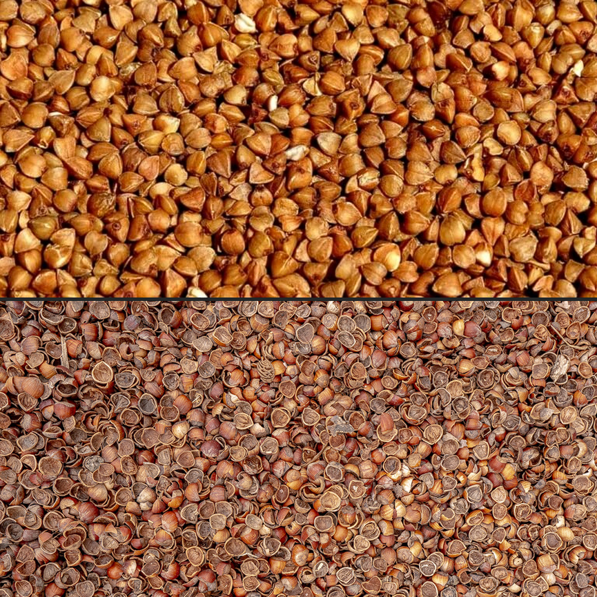 Graine et cosse de sarrasin