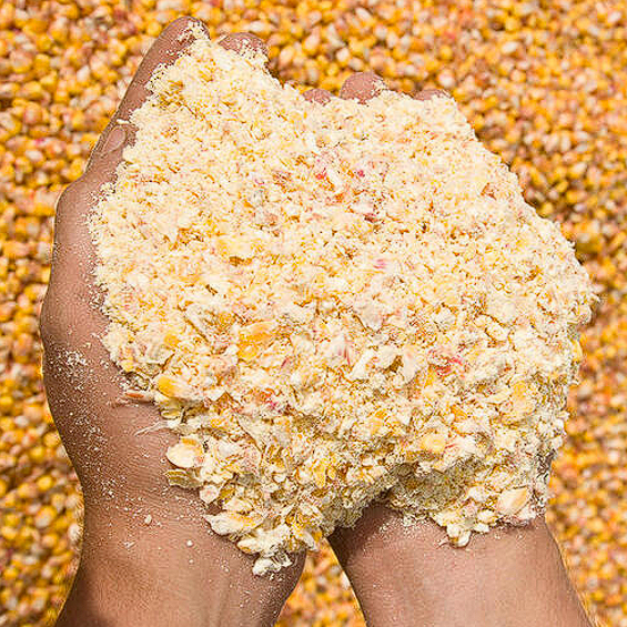 Maïs grain et brisure de maïs