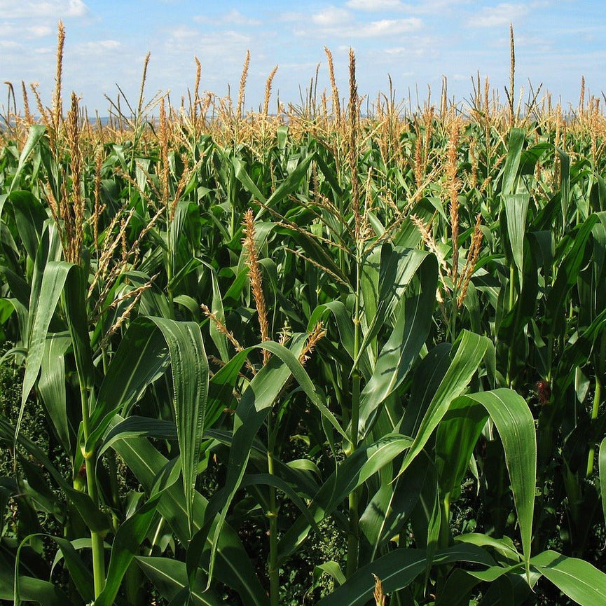 METHAPPRO - MAÏS 450 🌾 D50 (1 dose de 50 000 graines) - Methappro