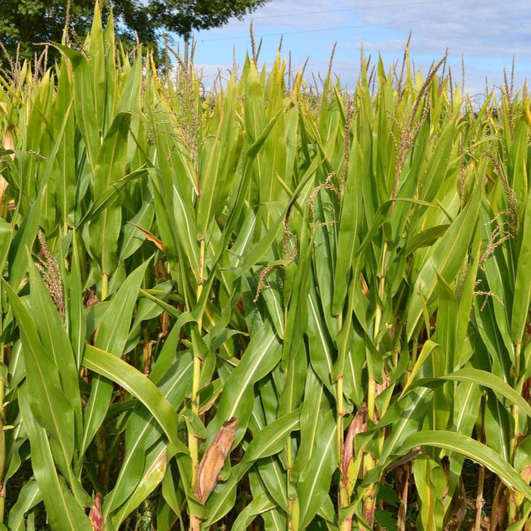 METHAPPRO - MAÏS D50 🌾 D50 (1 dose de 50 000 graines) - Methappro