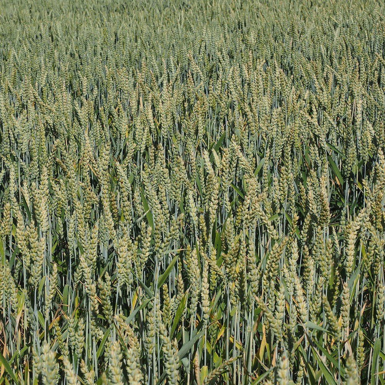 METHAPPRO - MAÏS N 🌾 D50 (1 dose de 50 000 graines) - Methappro