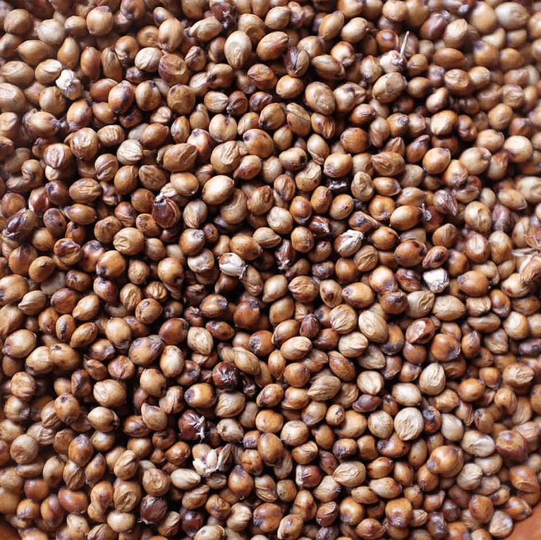 Sorgho grain - Methappro