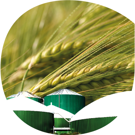 Semence d'orge d'hiver Fenice ultra précoce pour méthanisation