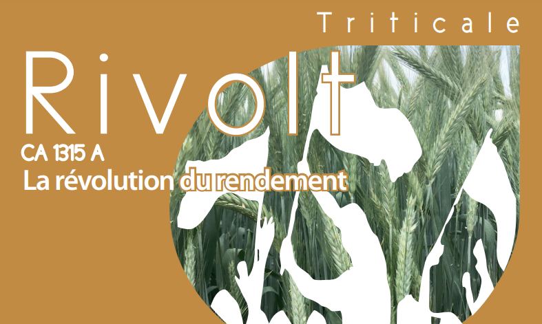 Semence de triticale Rivolt, variété précoce pour méthanisation