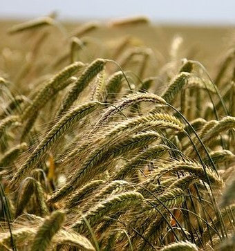 Semence de seigle fourrager Traktor pour CIVE d'hiver en méthanisation