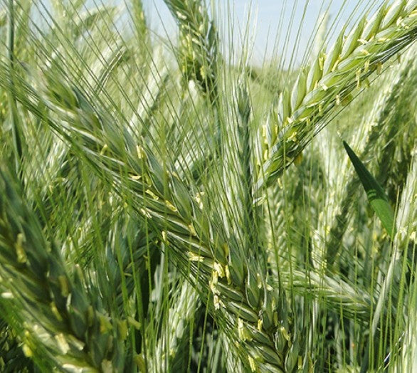 Semence de triticale Requin pour CIVE de méthanisation