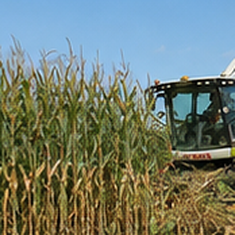 Ensilage d'orge CIVE - récolte pour méthanisation