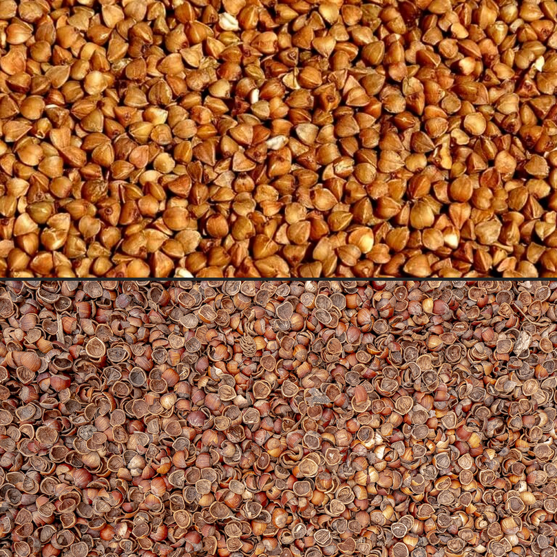 Graine et cosse de sarrasin