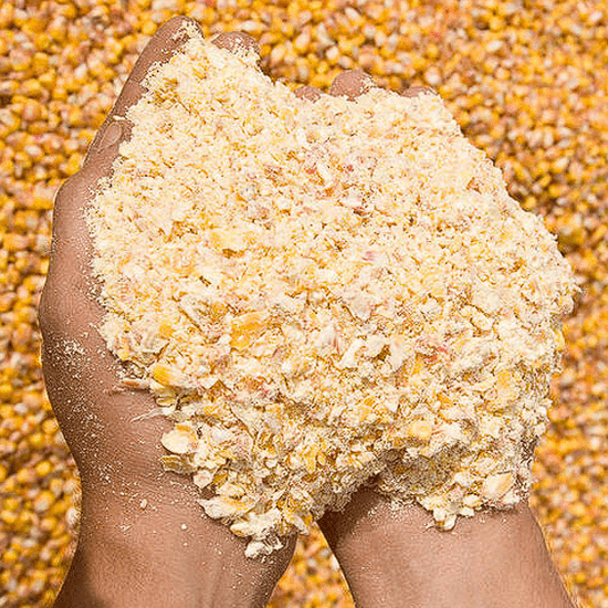 Maïs grain et brisure de maïs - Methappro