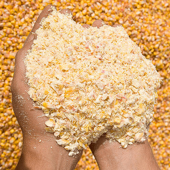 Maïs grain et brisure de maïs - Methappro