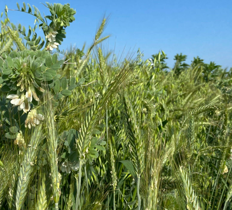 Méteil SGPro Green Proté, mélange 4 espèces pour méthanisation