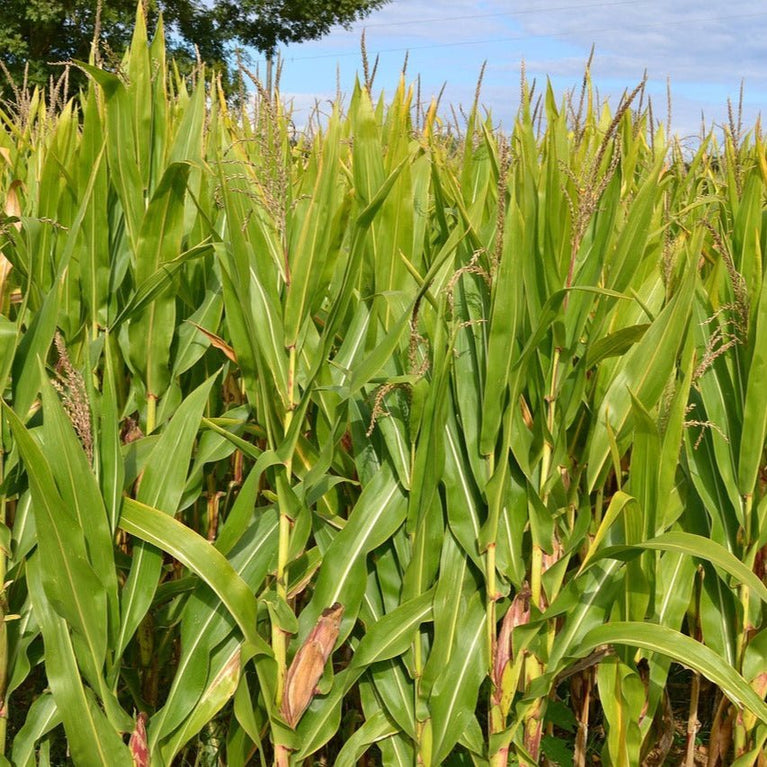 METHAPPRO - MAÏS D50 🌾 D50 (1 dose de 50 000 graines) – - Methappro