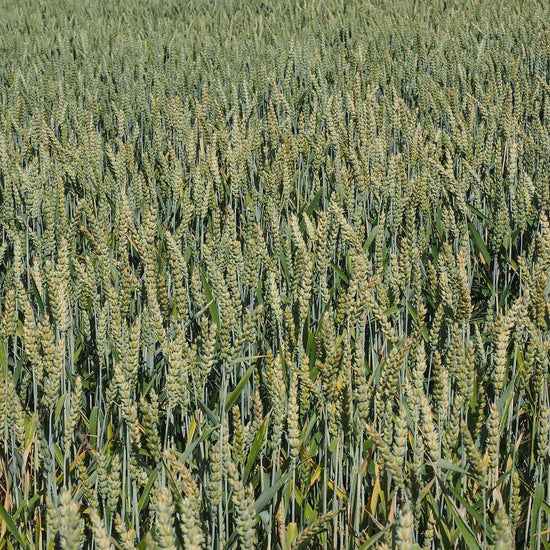 METHAPPRO - MAÏS N 🌾 D50 (1 dose de 50 000 graines) – - Methappro