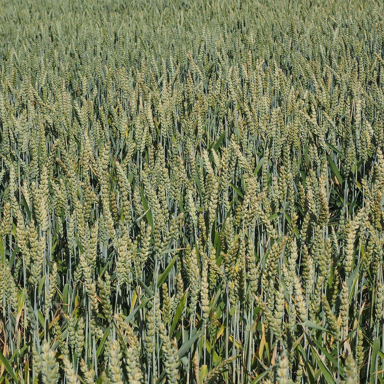 METHAPPRO - MAÏS N 🌾 D50 (1 dose de 50 000 graines) – - Methappro