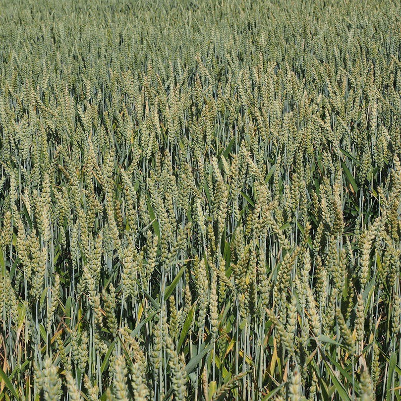 METHAPPRO - MAÏS N 🌾 D50 (1 dose de 50 000 graines) – - Methappro