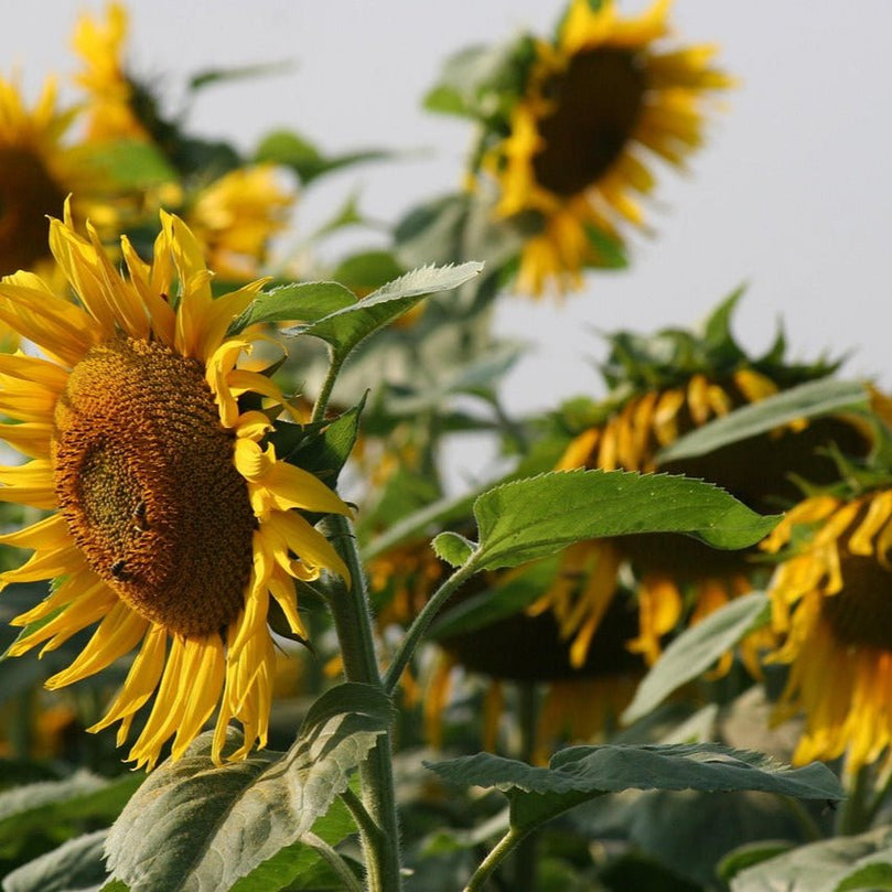 METHAPPRO - MÉLANGE [15kg] - Methappro