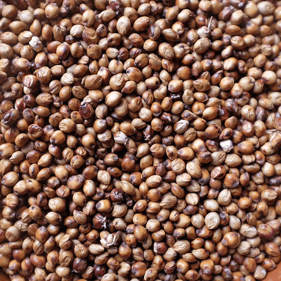 Sorgho grain - Methappro