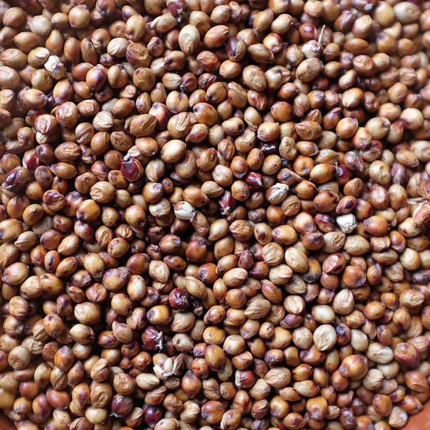 Sorgho grain